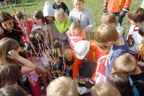 Students at Land O' Lakes PS help plant two large trees as part of Hydro One's Arbour Week presentation on May 5